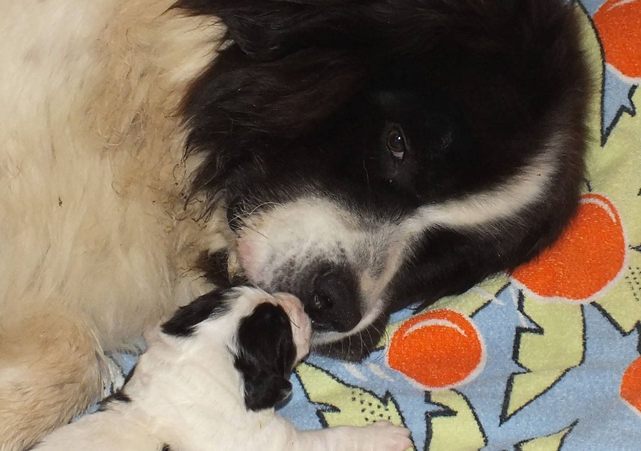 Grosser schwarz-weisser Hund mit Welpe, Nase an Nase, ruhend auf orangefarbenem Blumenmuster.