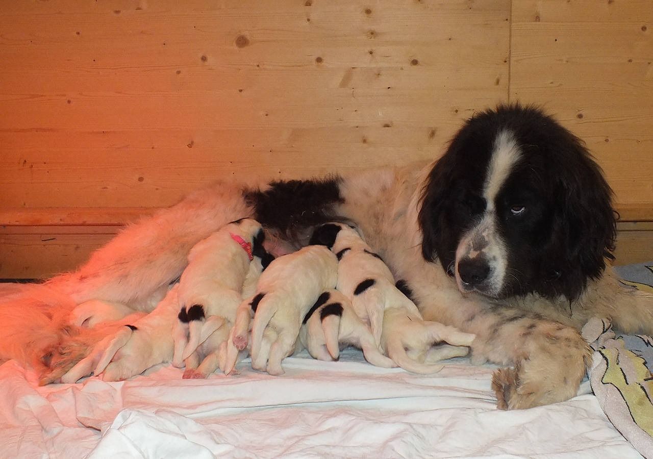 Ein grosser, schwarz-weisser Hund säugt mehrere weisse Welpen mit schwarzen Flecken in einem Holzgehege.
