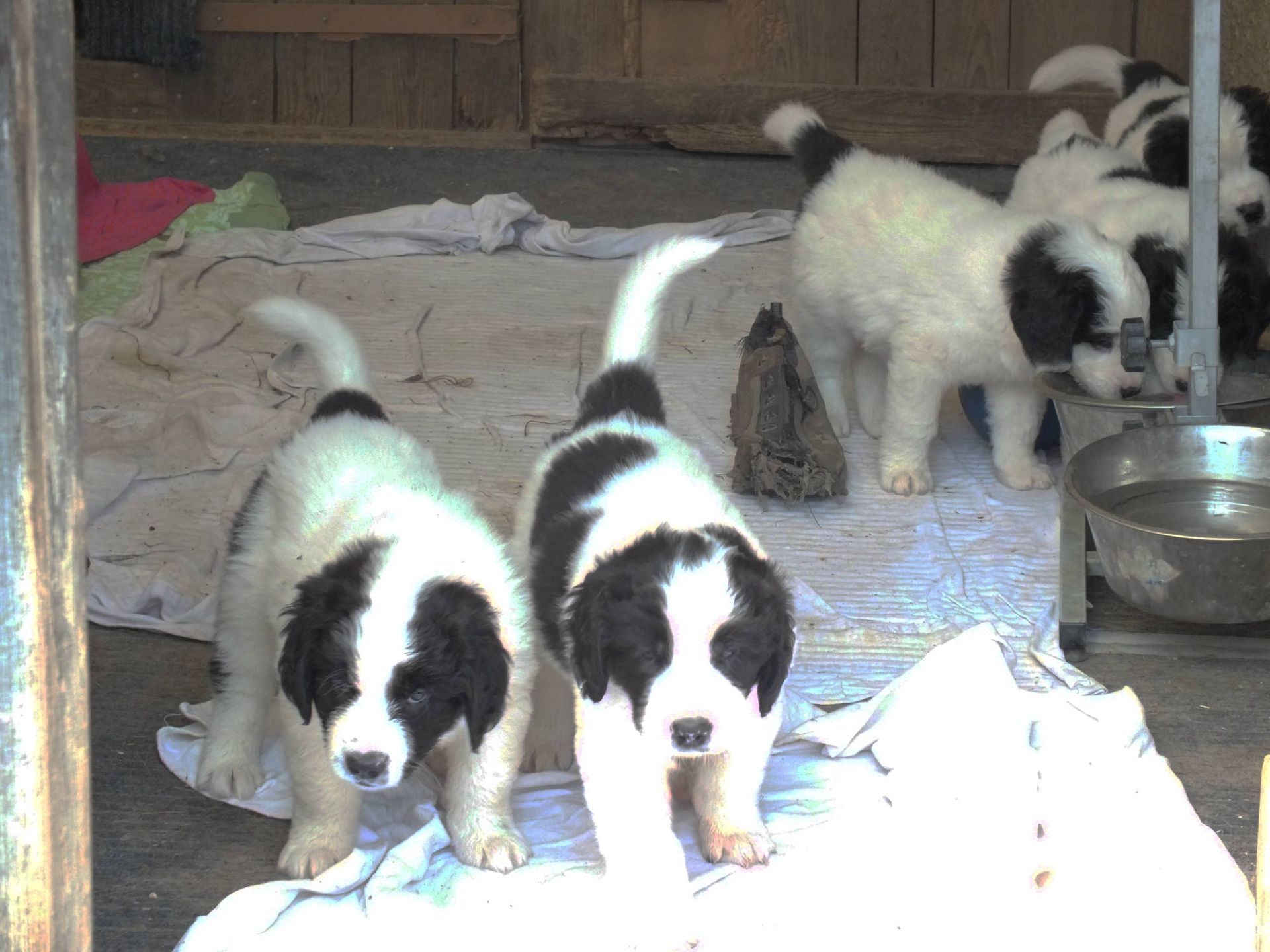 Welpen mit schwarz-weissem Fell stehen auf einer Decke neben einem Wassernapf.
