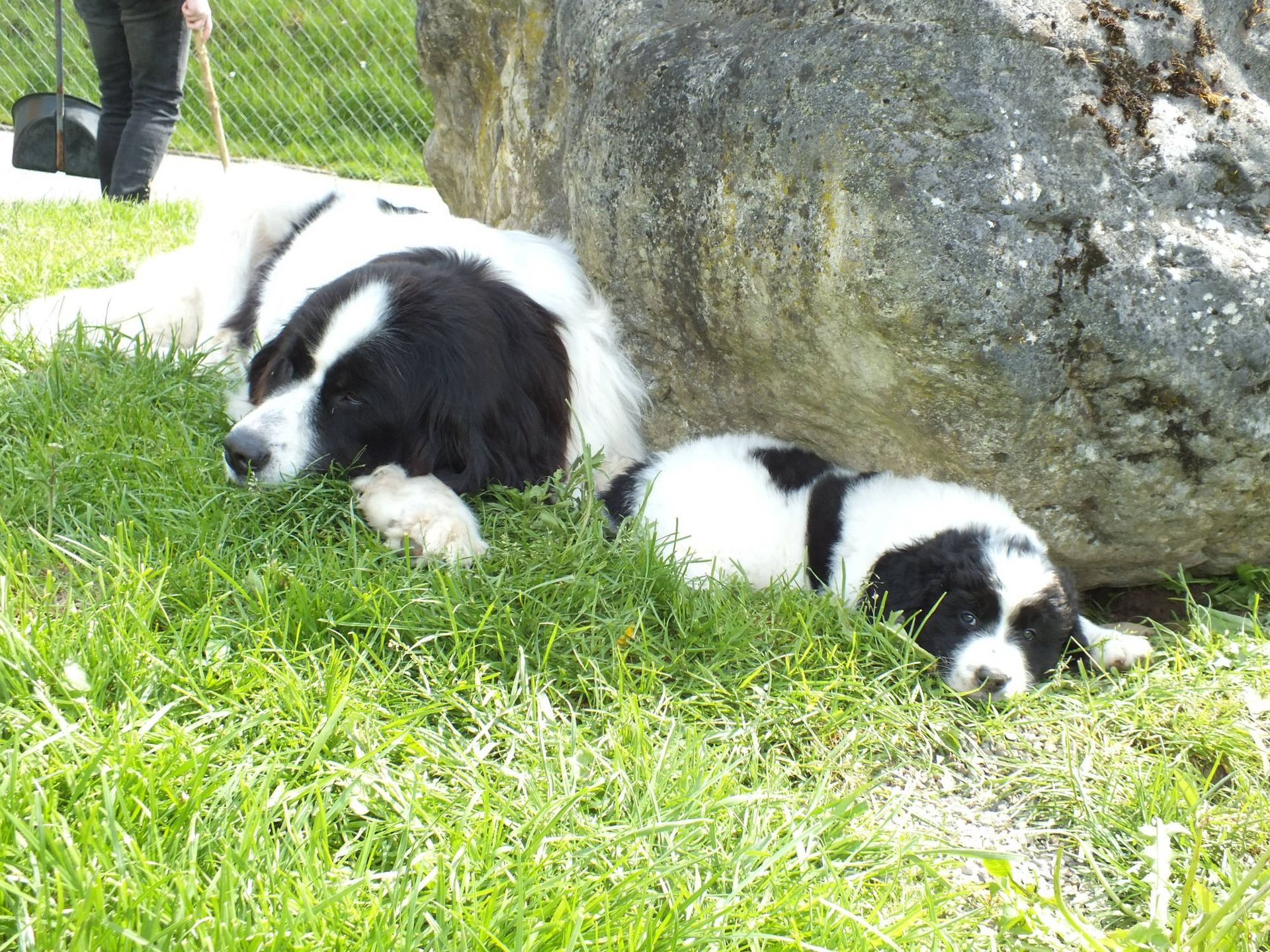 Grosser schwarz-weisser Hund und Welpe ruhen im Gras neben einem grossen Felsen.
