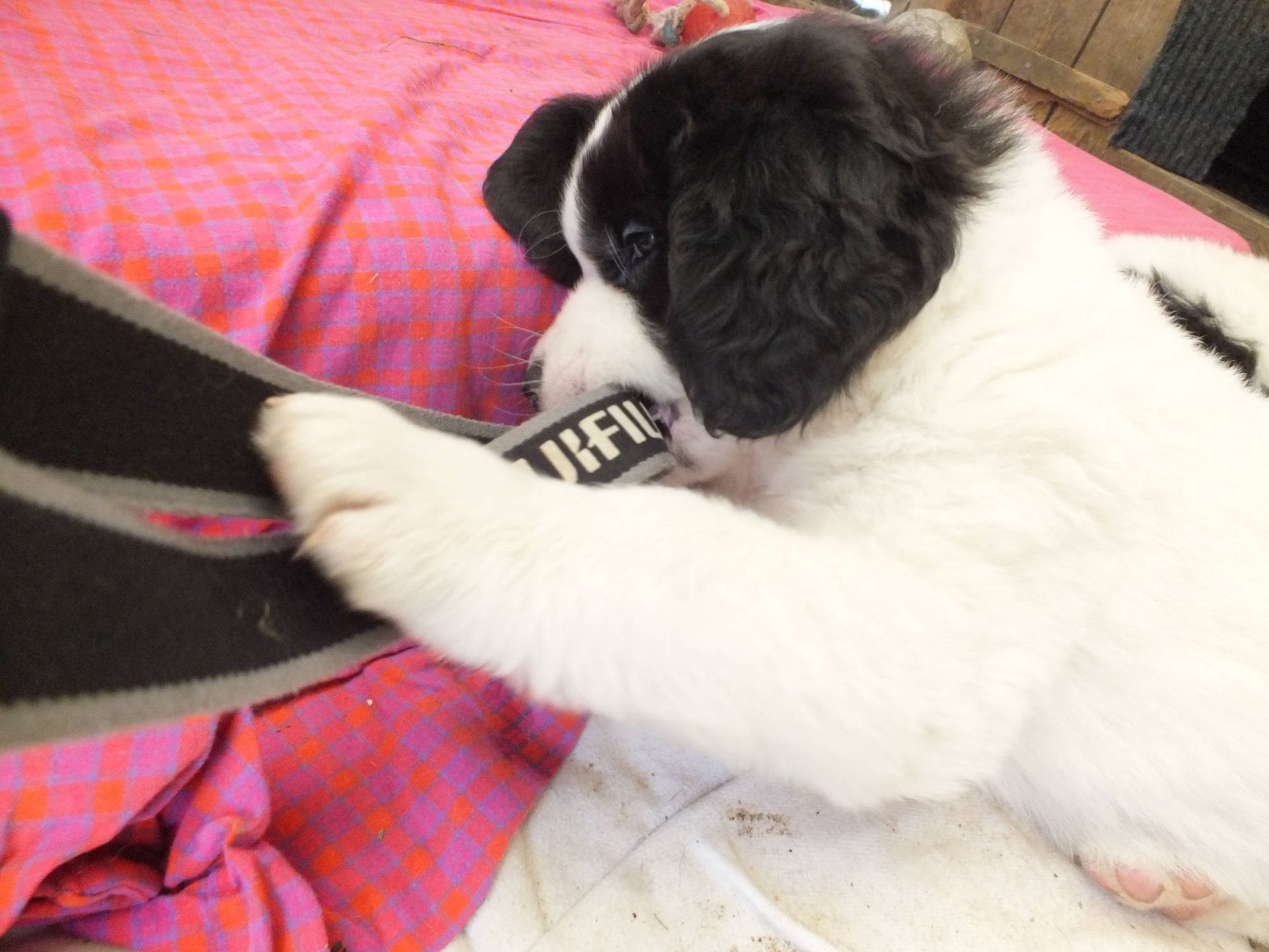 Ein flauschiger, schwarz-weisser Welpe kaut an einem schwarzen Riemen auf einer rosa gemusterten Oberfläche.