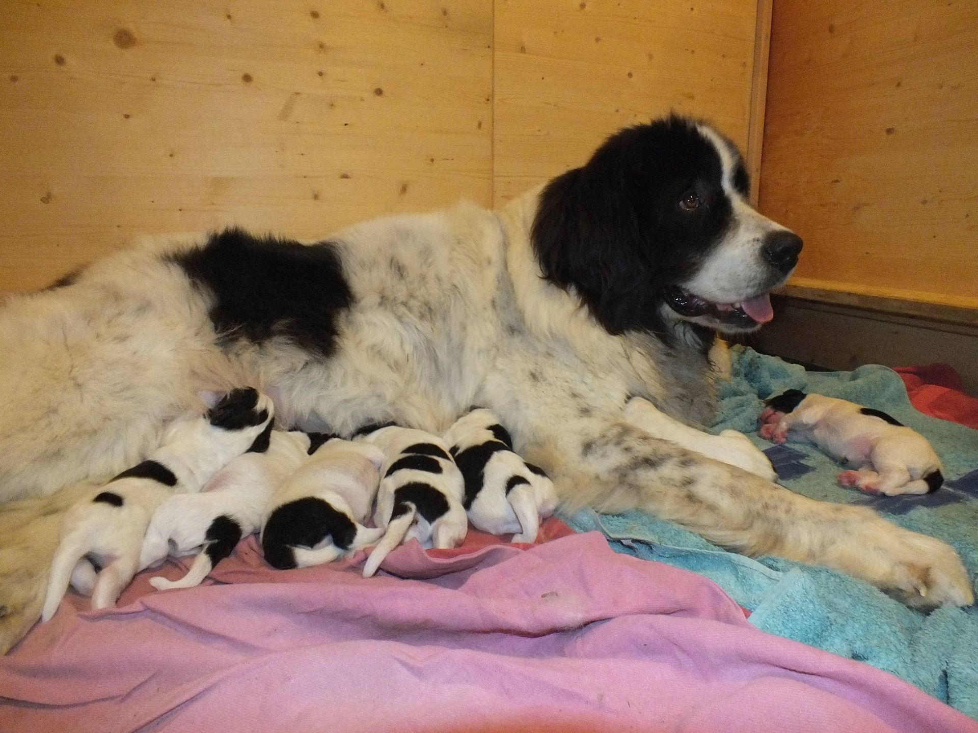 Eine Neufundländer-Mutter säugt ihren Wurf schwarz-weisser Welpen in einem Holzgehege.