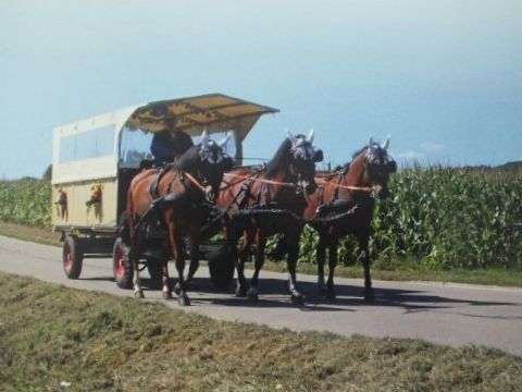 Drei Pferde ziehen einen gelben Planwagen auf einer Strasse, im Hintergrund ist ein Feld zu sehen.
