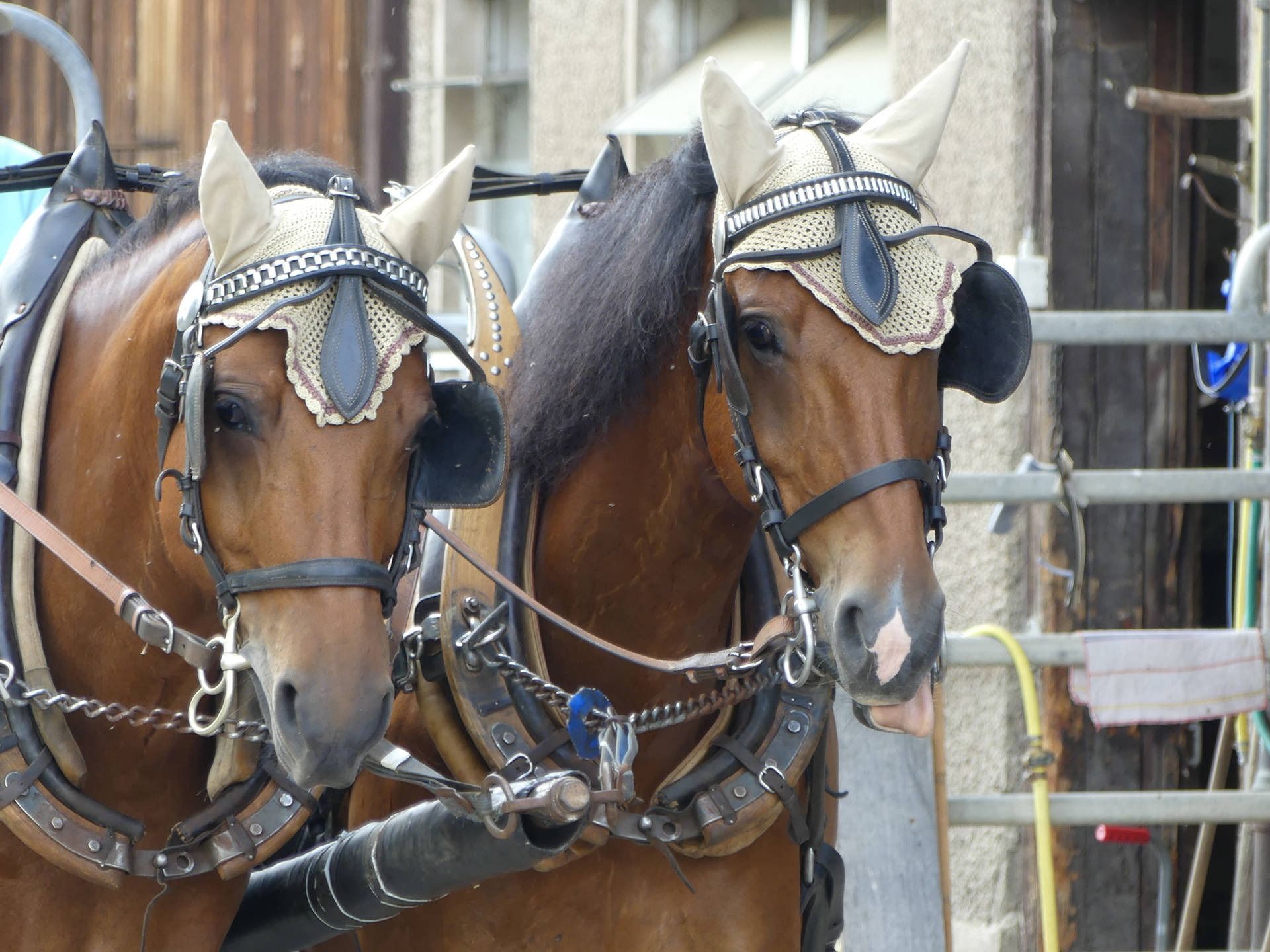 Zwei braune Pferde im Geschirr, die verzierte Kopfbedeckungen tragen.
