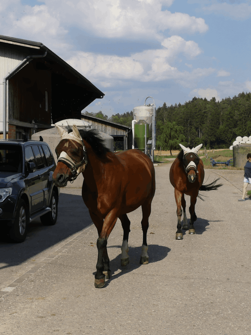 Zwei braune Pferde schreiten auf einem gepflasterten Weg in der Nähe eines Gebäudes auf die Kamera zu. Eines der Pferde hat ein weisses Gesicht.