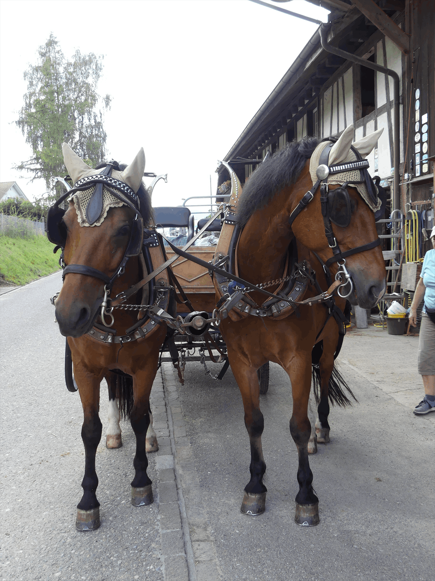 Zwei braune Pferde im Geschirr ziehen eine kleine Kutsche. Sie stehen auf dem Bürgersteig in der Nähe eines Gebäudes.