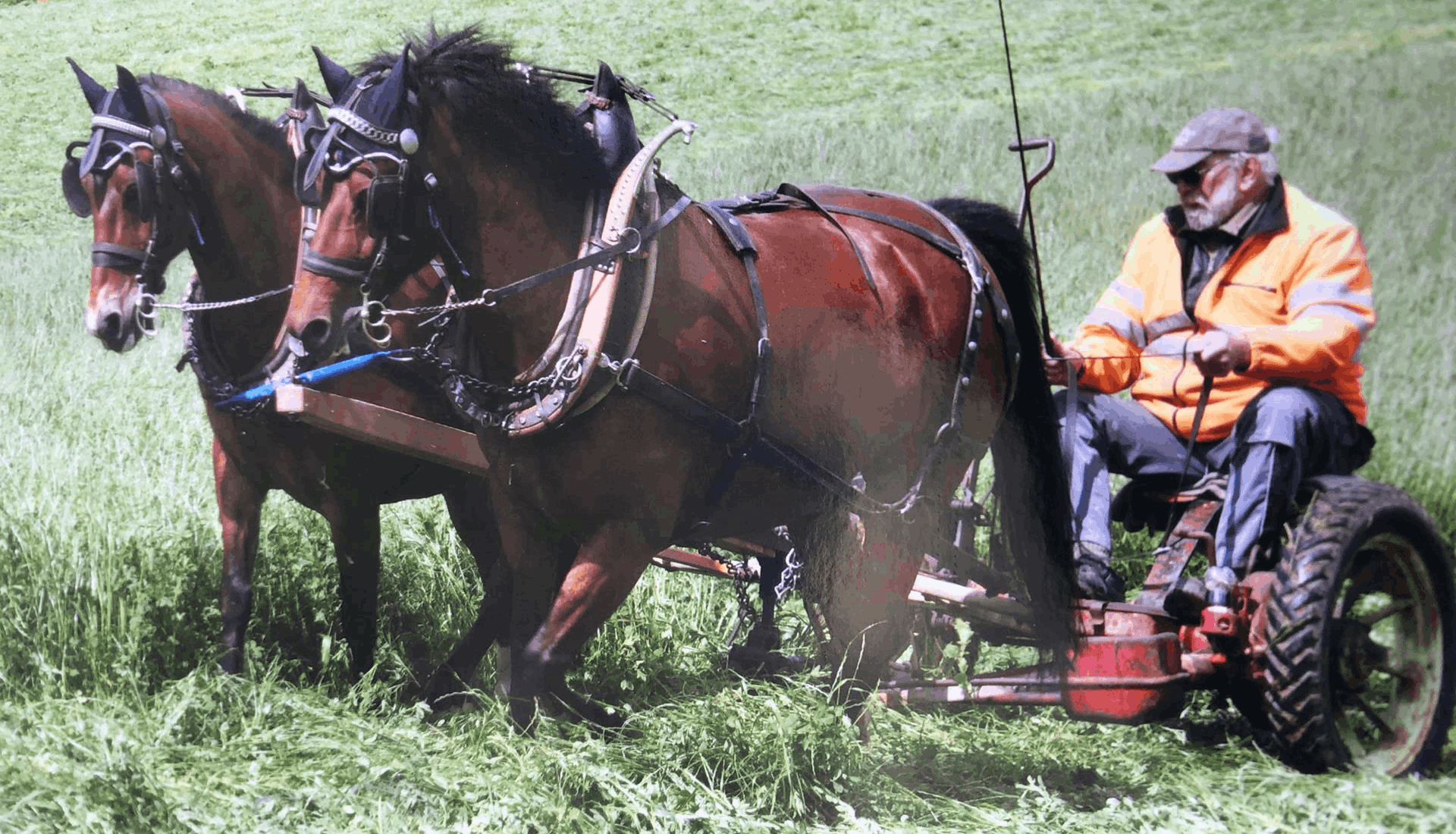 Zwei braune Pferde ziehen einen Karren, in dem eine Person fährt, durch ein grasbewachsenes Feld.