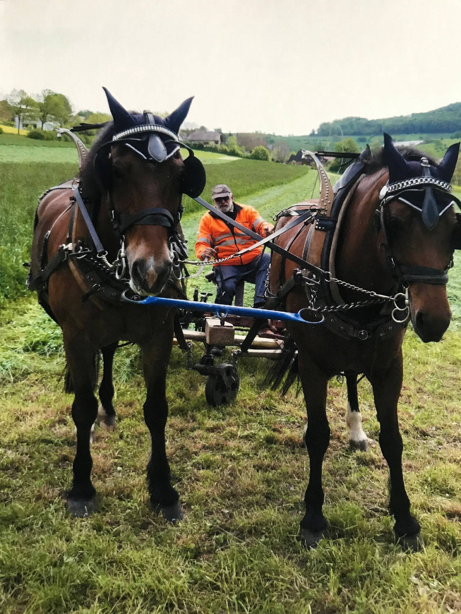 Zwei braune Pferde ziehen einen Karren mit einer Person auf einem grasbewachsenen Feld.