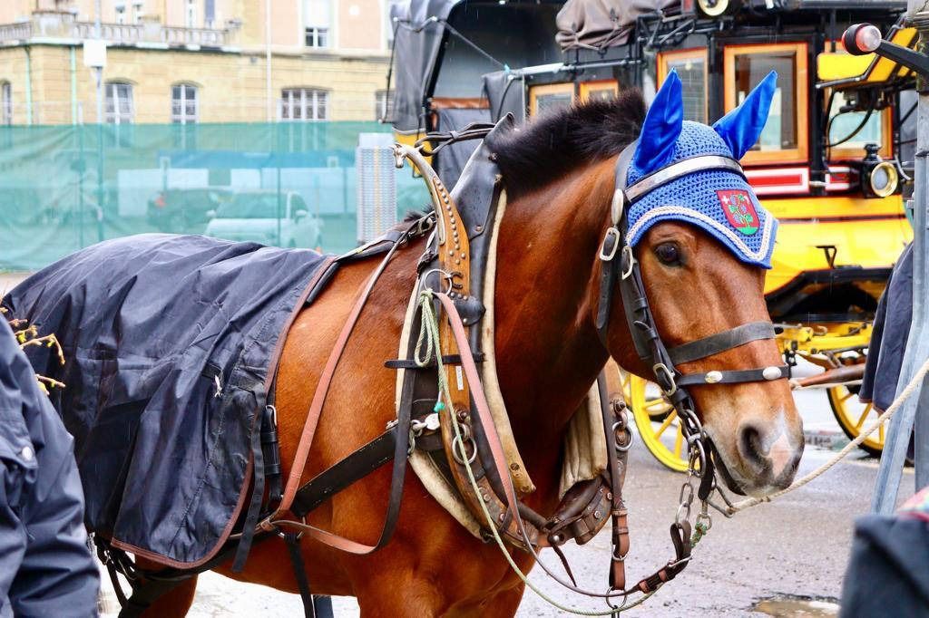 Braunes Pferd im Geschirr, mit blauen Ohrenschützern und schwarzer Decke, Kutsche im Hintergrund.