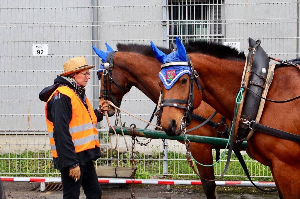 Frau in orangefarbener Weste mit zwei angespannten Pferden, blaue Ohrenschützer, in der Nähe eines Metallzauns.