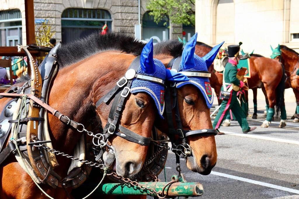 Zwei braune Pferde mit blauen Kopfbedeckungen, die vor eine Kutsche gespannt sind, in einer Strassenparade.