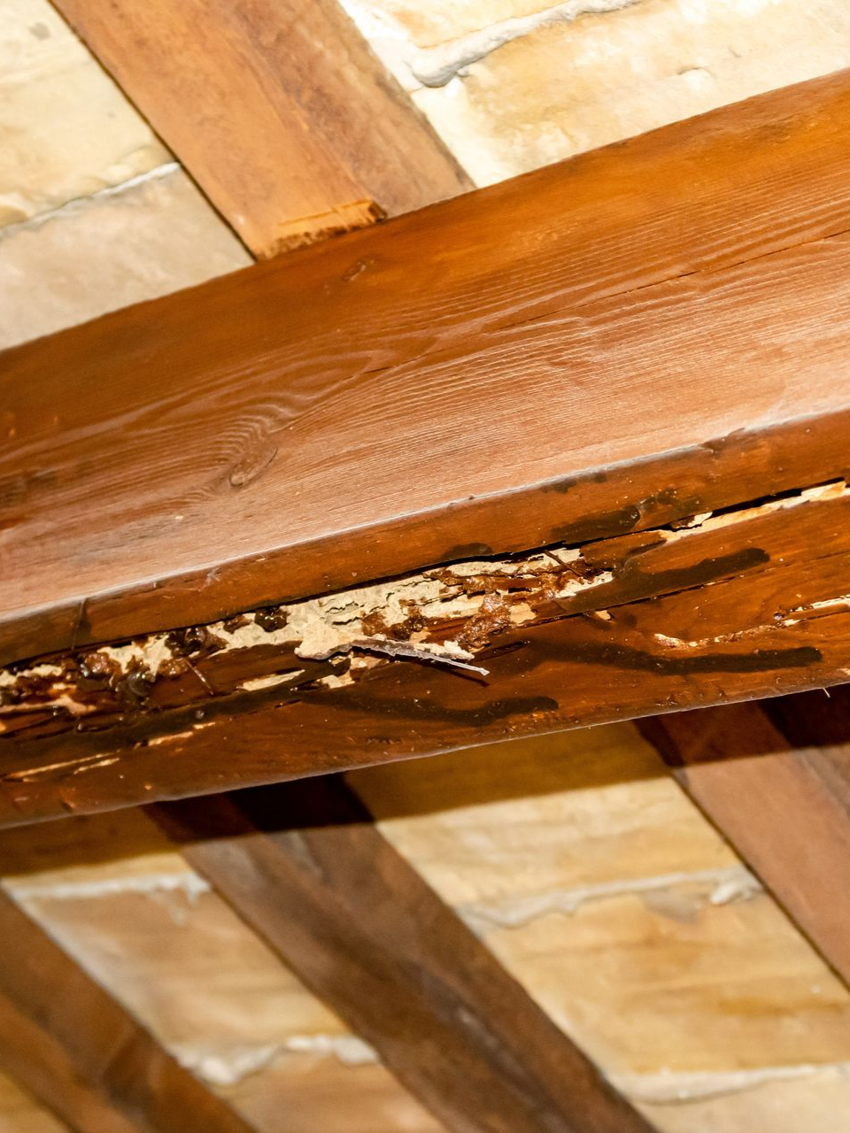 Gros plan sur une poutre en bois endommagée, dont la finition s'écaille et qui présente des signes visibles de pourrissement, sous un plafond.