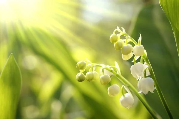C'est le printemps