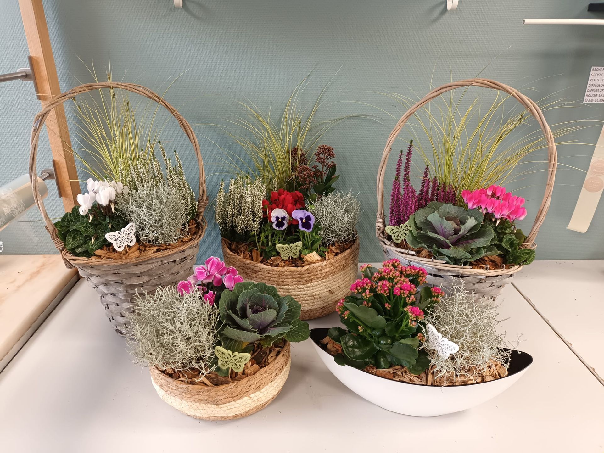 Compositions de plantes