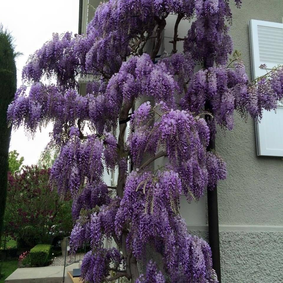 Une glycine violette grimpe le long d'un bâtiment, d'où retombent en cascade de nombreuses grappes de fleurs.