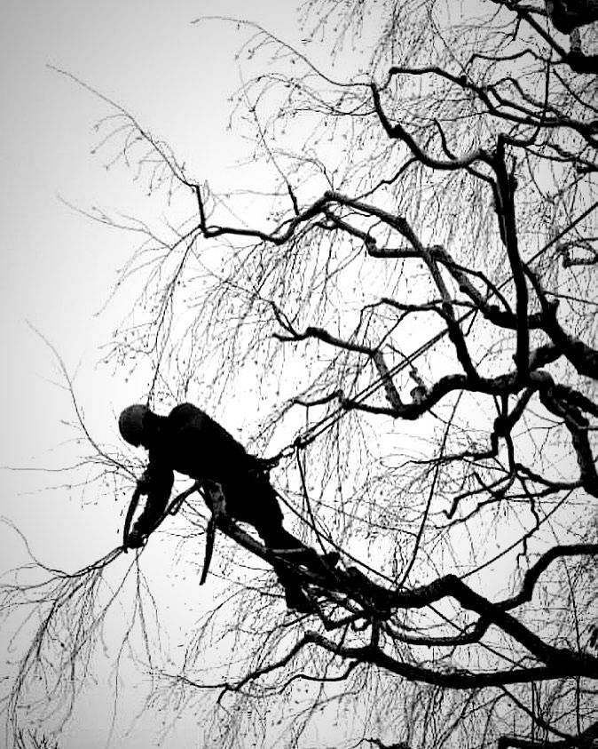 Élagueur travaillant sur les branches. Silhouette se détachant sur un ciel nuageux.
