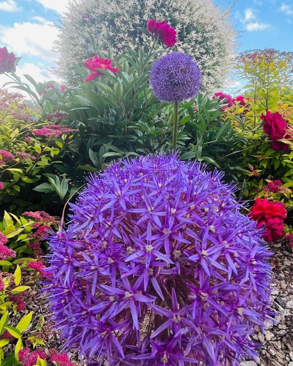 L'ail violet s'épanouit dans un jardin où fleurissent d'autres fleurs.