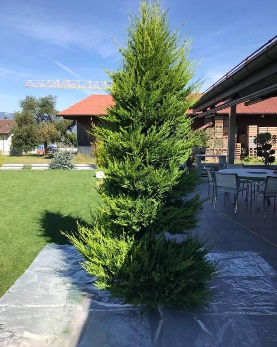 Grand conifère vert à feuilles persistantes sur une terrasse jouxtant une pelouse et un bâtiment, sous un ciel bleu.