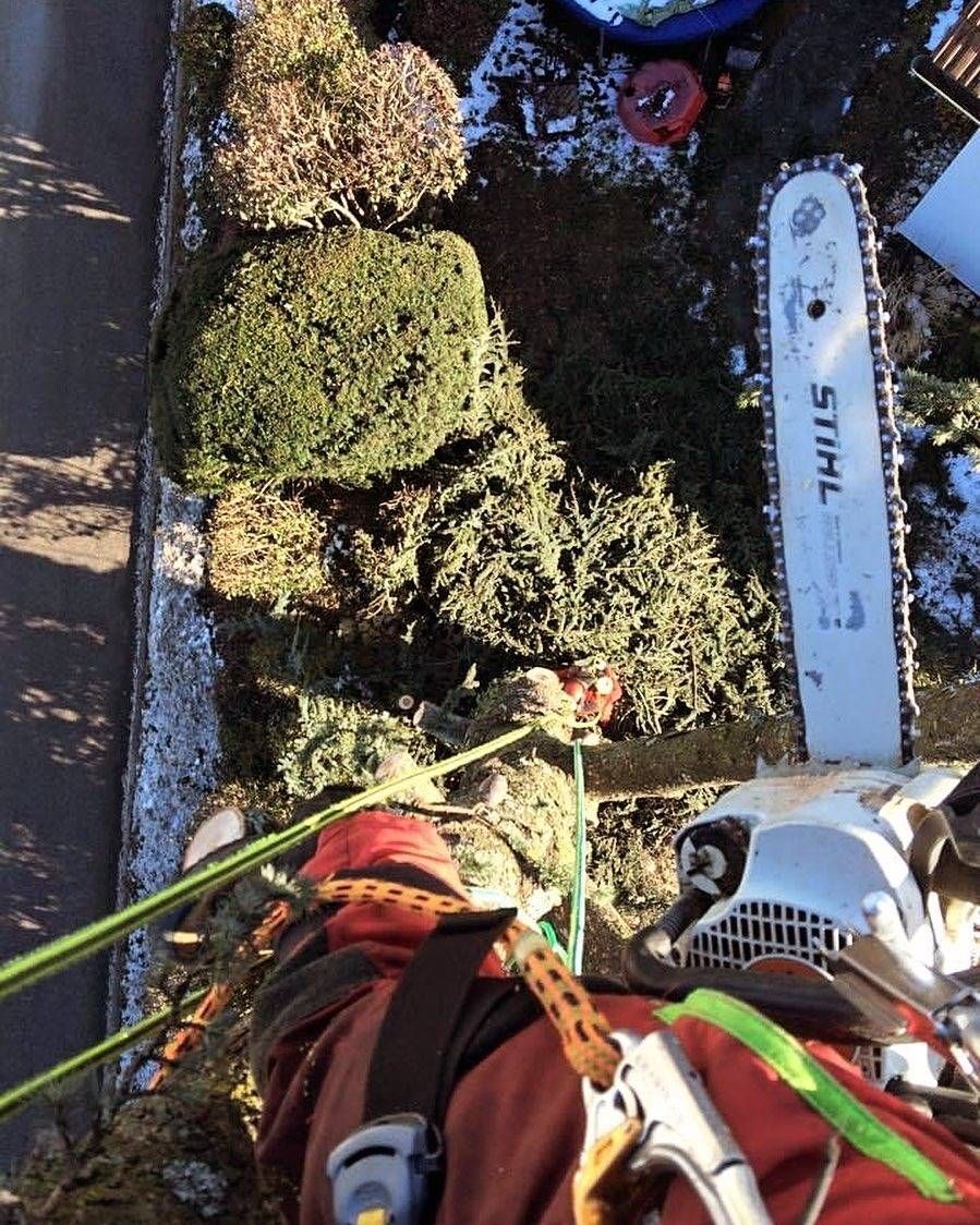 Une personne portant un équipement de sécurité coupe un buisson à la tronçonneuse. Des cordes vertes relient la personne et le buisson.