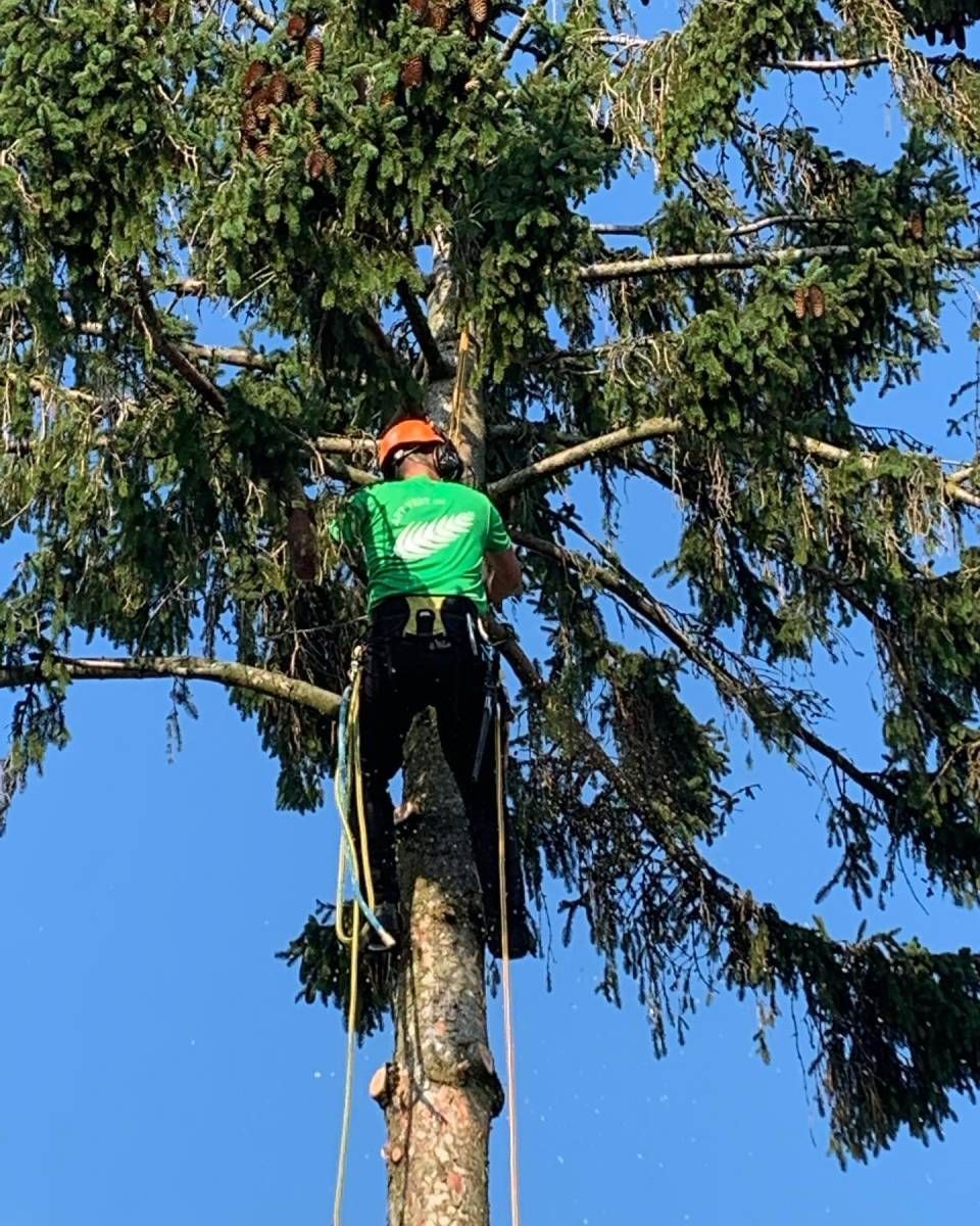 Un arboriste, perché dans un grand arbre, taille des branches, vêtu d'une chemise verte, d'un casque orange et d'un harnais de sécurité, sur fond de ciel bleu.