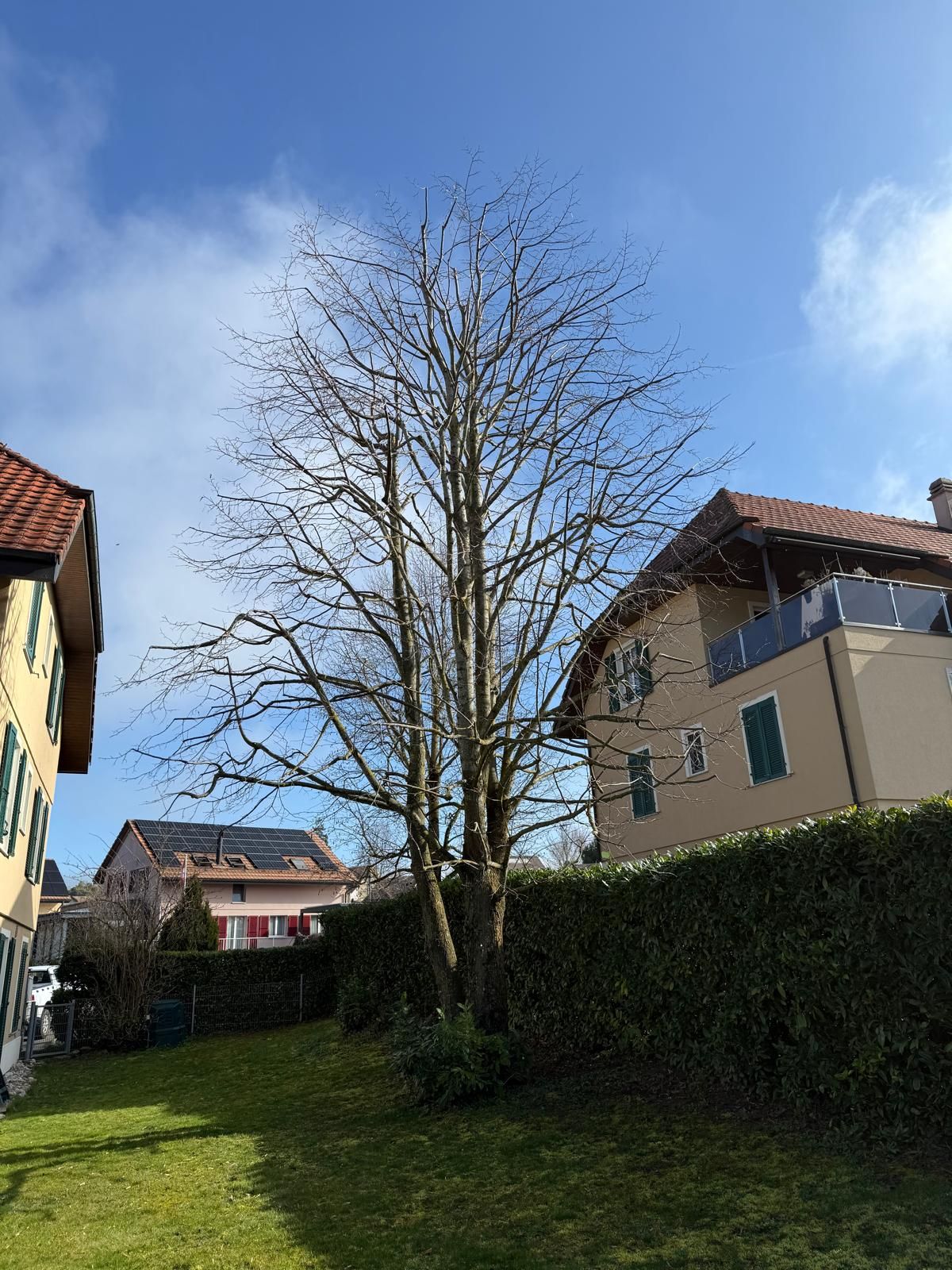 Une personne portant un équipement de sécurité coupe un buisson à la tronçonneuse. Des cordes vertes relient la personne et le buisson.