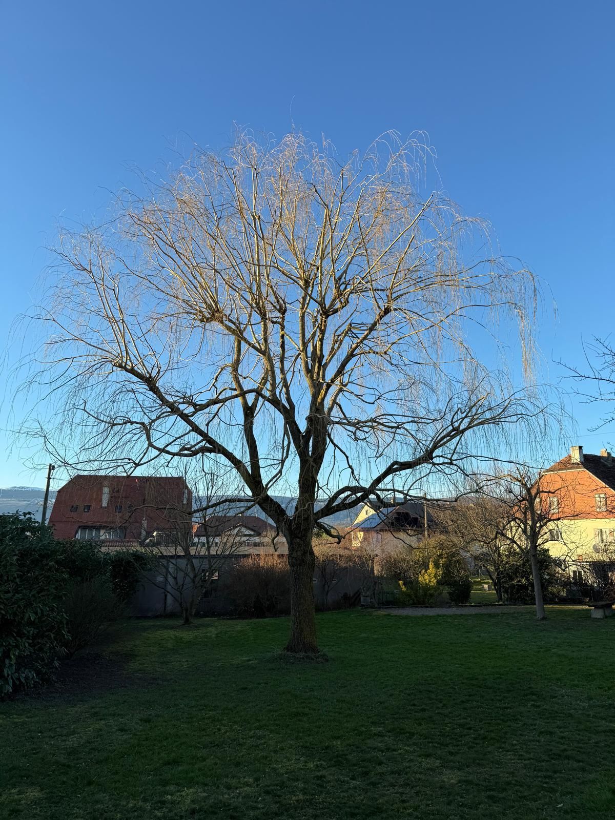 Élagueur travaillant sur les branches. Silhouette se détachant sur un ciel nuageux.