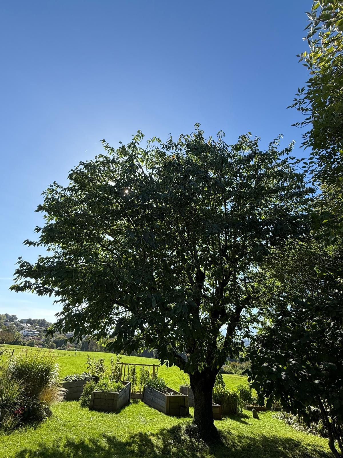 Une glycine violette grimpe le long d'un bâtiment, d'où retombent en cascade de nombreuses grappes de fleurs.