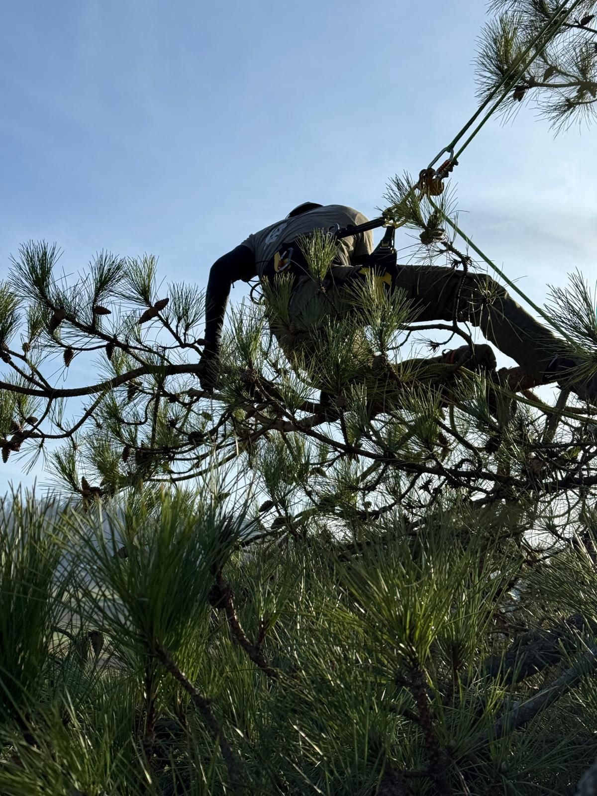 Un arboriste en tenue de sécurité rouge descend d'un arbre par temps de brouillard, des maisons se dressent en arrière-plan.