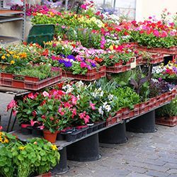 Gärtnerei Petermann |Buochs
