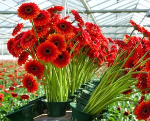 Gärtnerei Petermann |Buochs