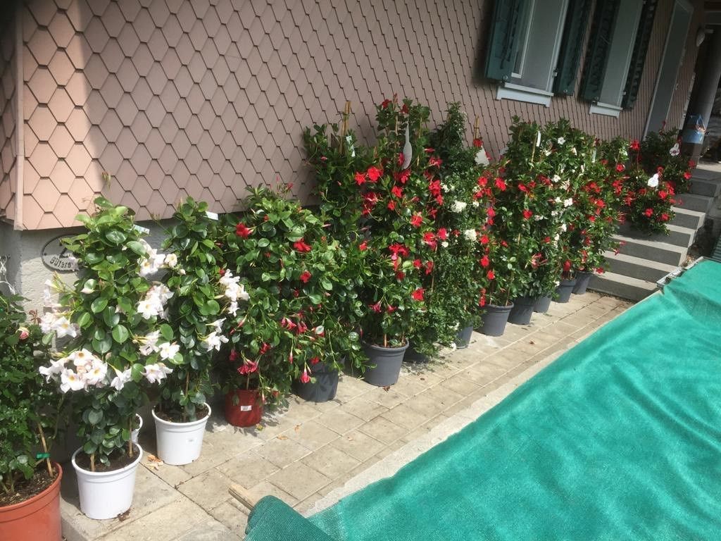 Gärtnerei Petermann |Buochs