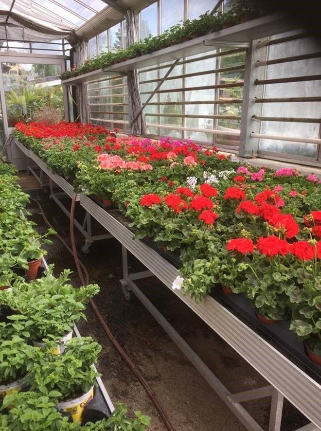 Gärtnerei Petermann |Buochs