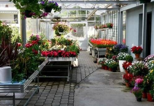 Gärtnerei Petermann |Buochs