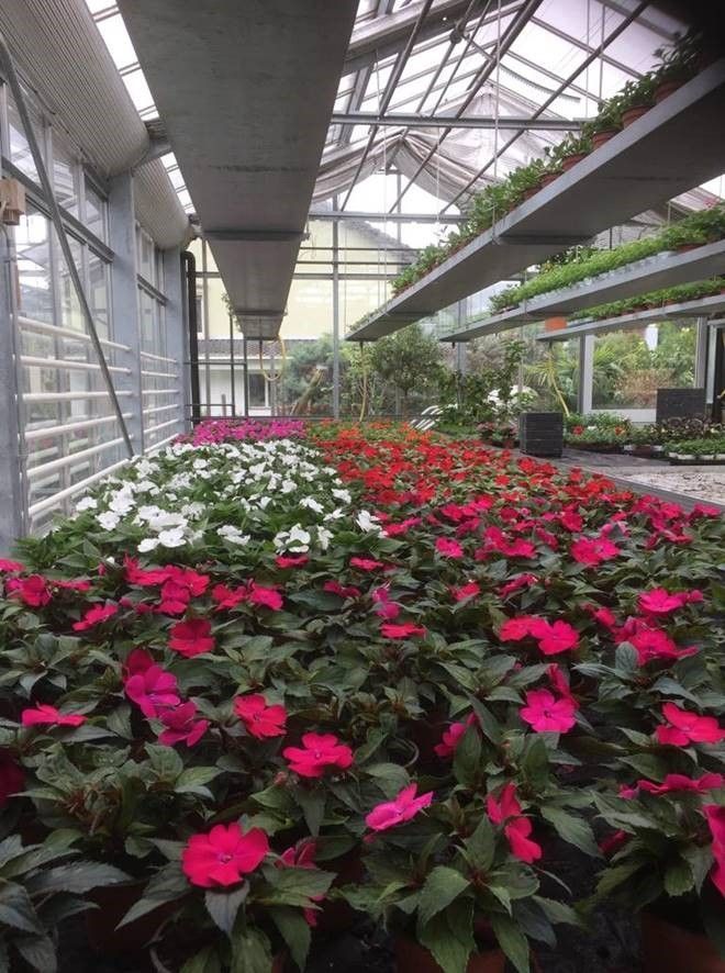 Gärtnerei Petermann |Buochs