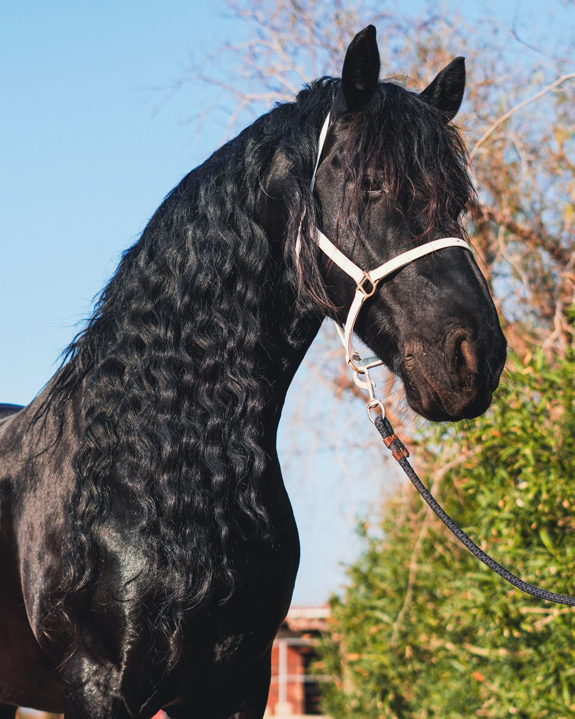 Caballo negro con crin trenzada y cabestro, de pie al aire libre contra un cielo azul.