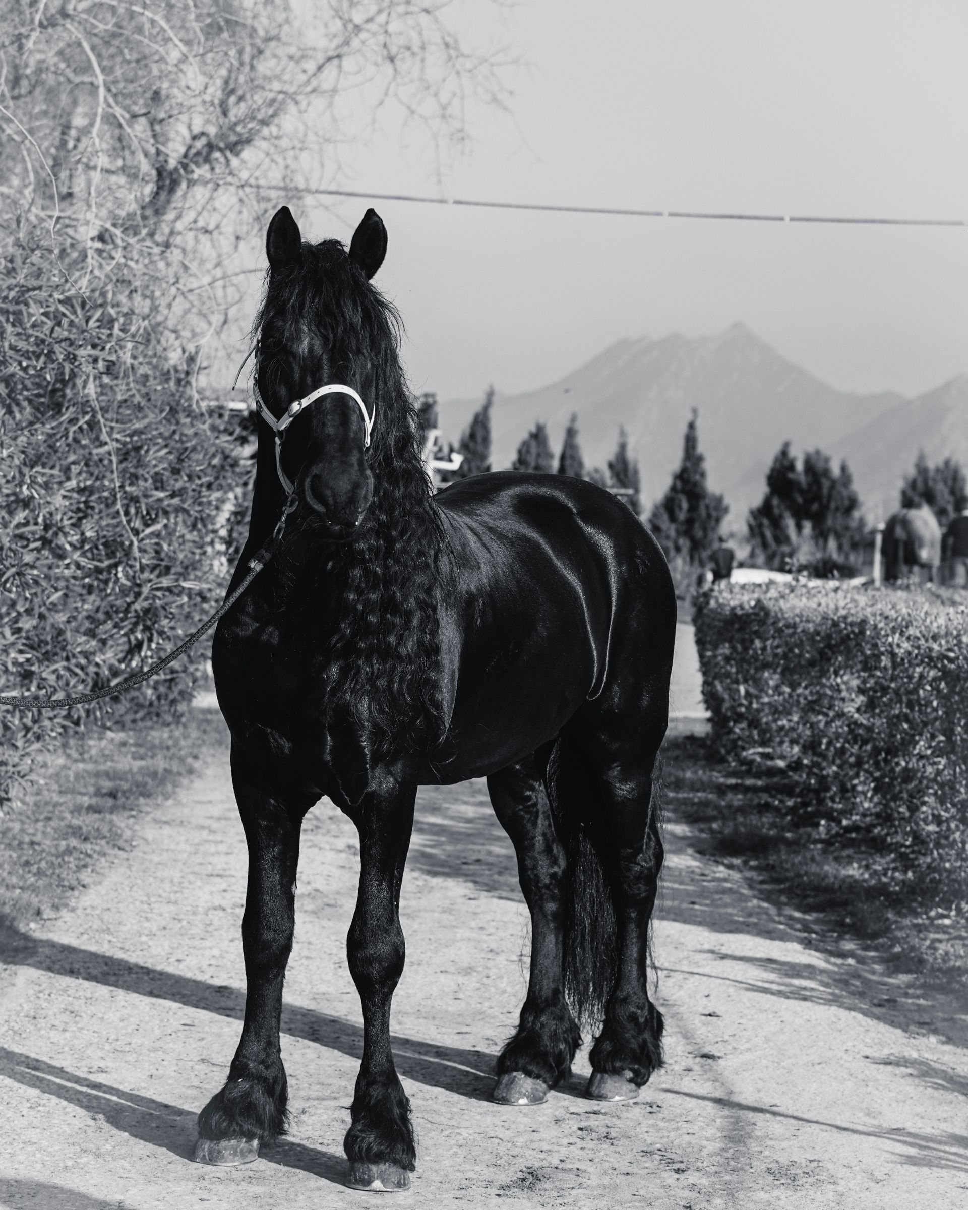 Un caballo negro parado en un sendero rural nevado con montañas en la distancia.
