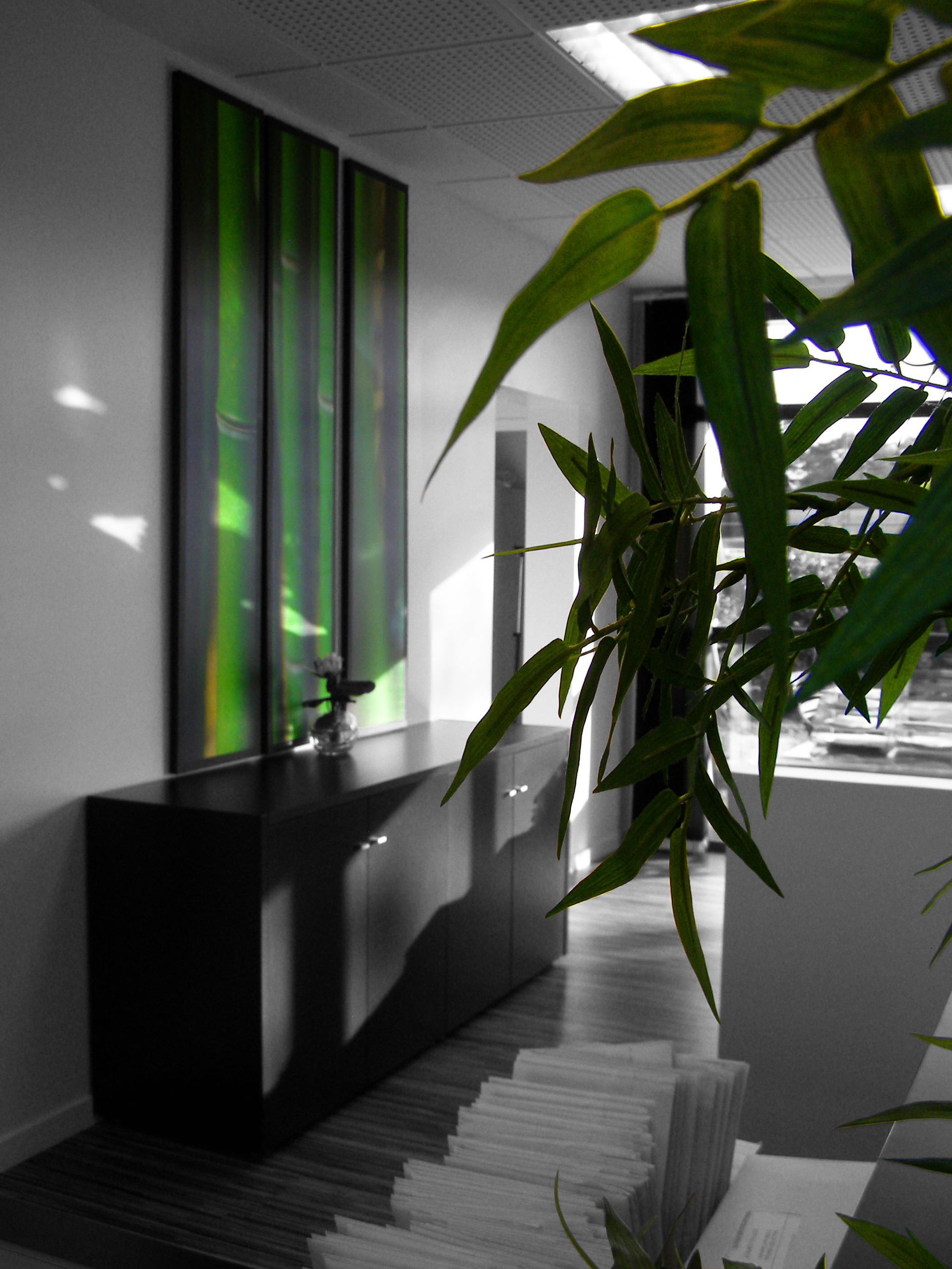 Plante verte devant petit meuble de rangement