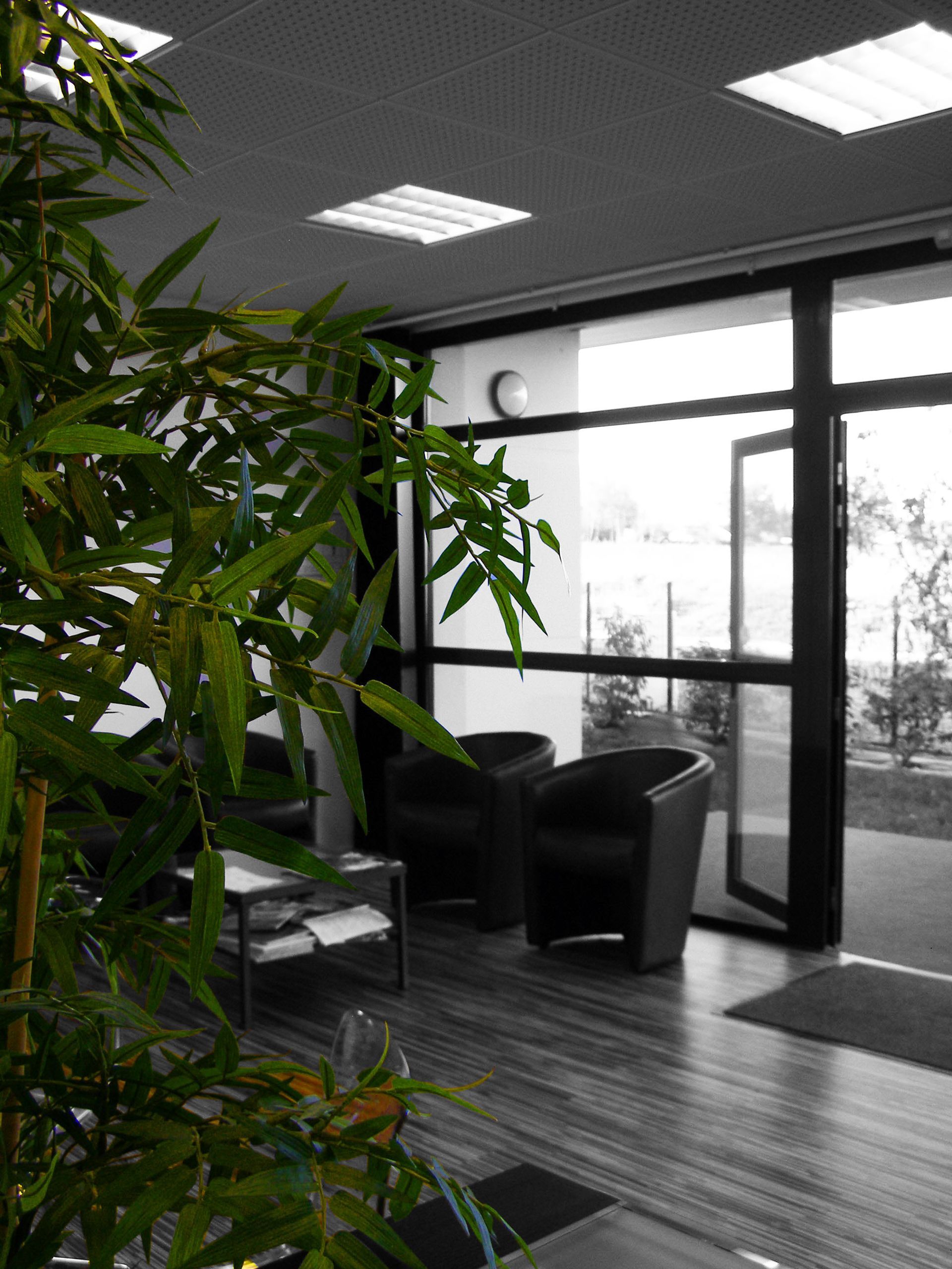 Plante verte devant salon d'entrée