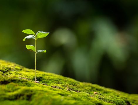 Plante poussant sur de la mousse 