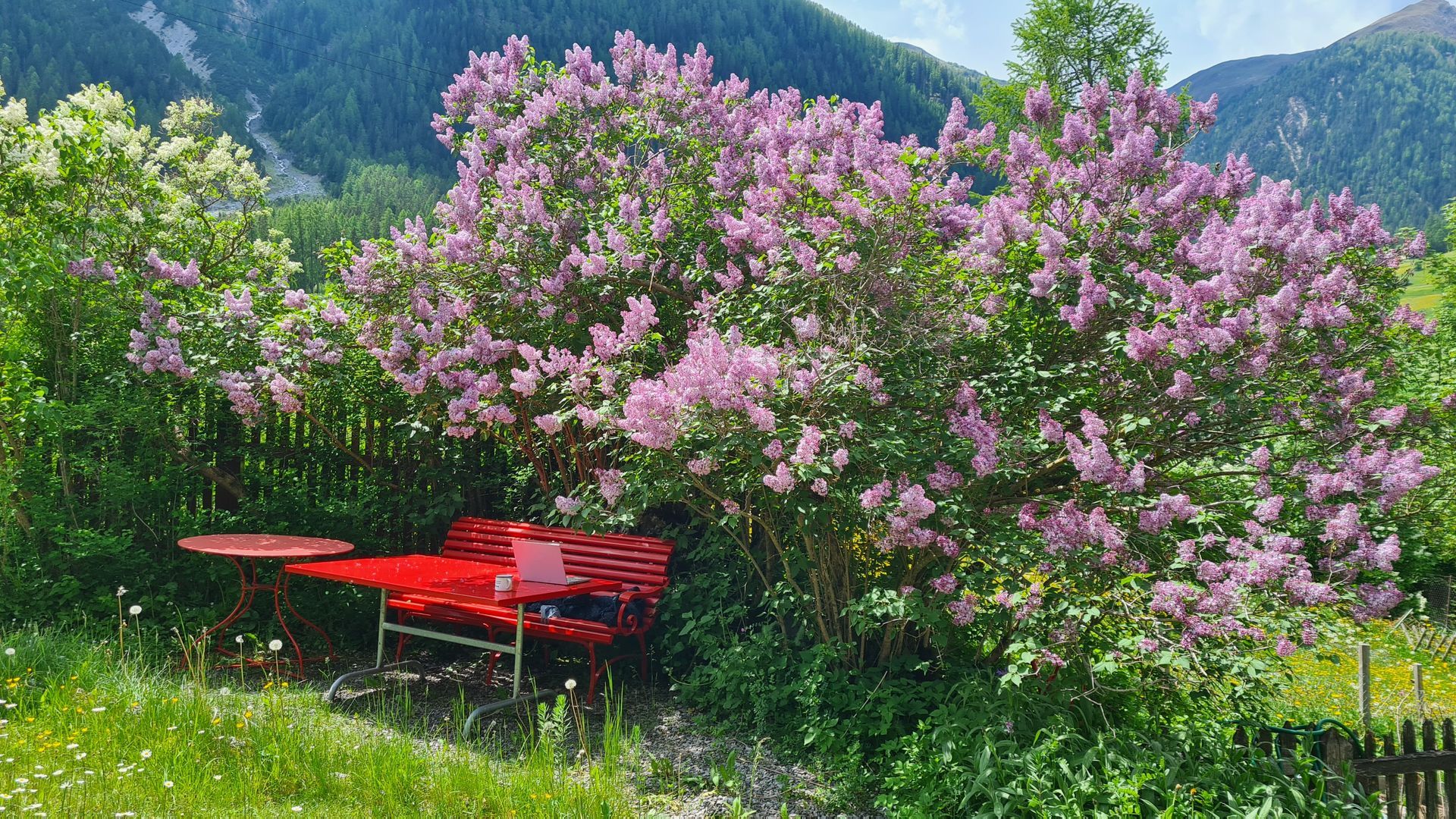 Ein riesiger, lila blühender Flieder, darunter ein Gartentisch mit Holzbank