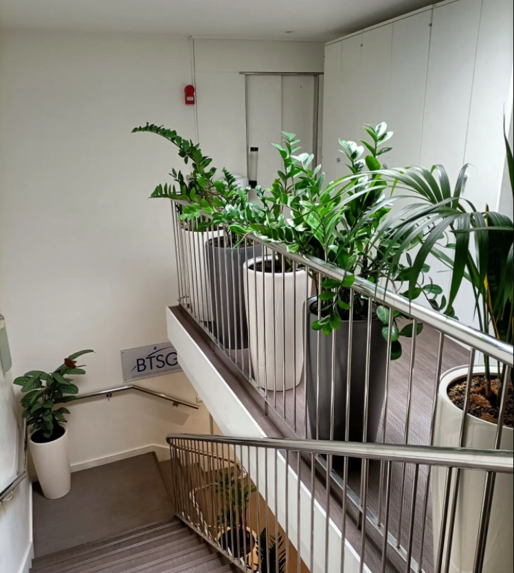 Végétalisation de bureaux