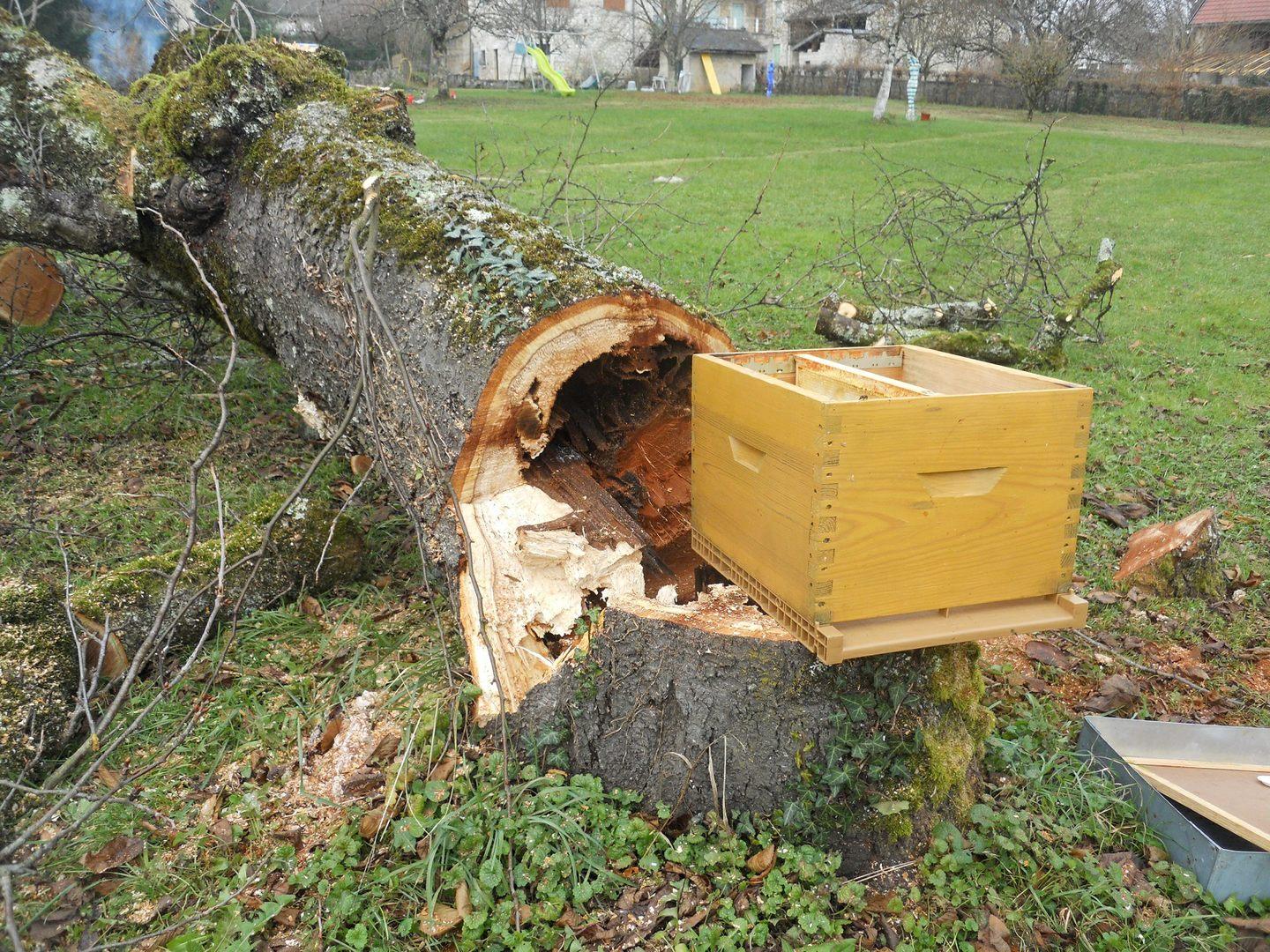 Arbres d'avenir- Abattage d'arbres dangereux à Ceyzérieu
