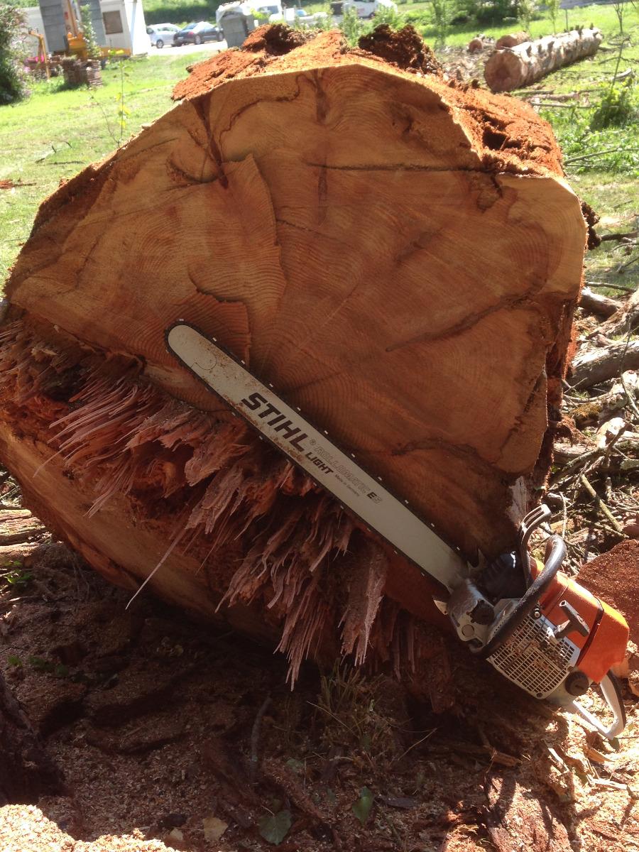 Abattage séquoia mort à Virignin