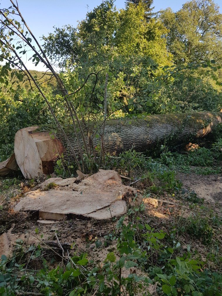 Exploitation forestière