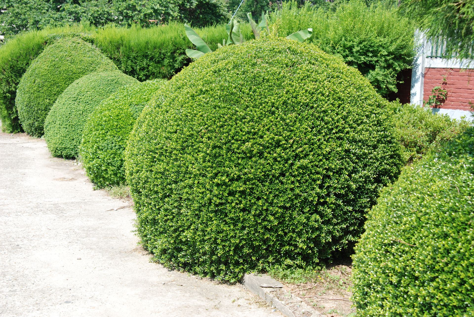 Des buis verts et sphériques bordent un chemin de gravier dans un jardin.