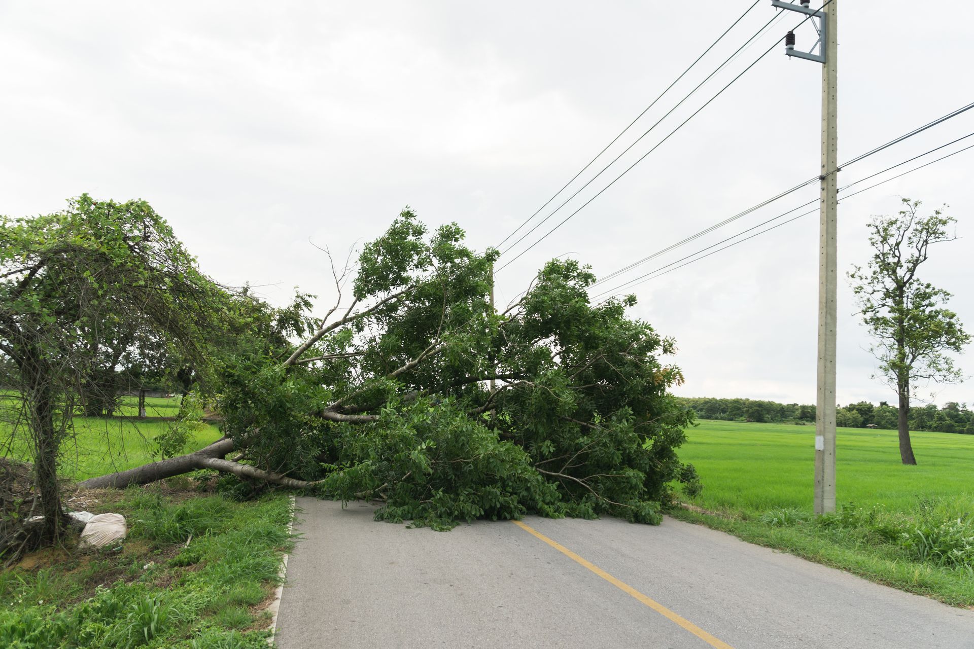 Un arbre tombé bloque une route, gênant des lignes électriques et un poteau, par temps nuageux. Herbe verte et champs en arrière-plan.