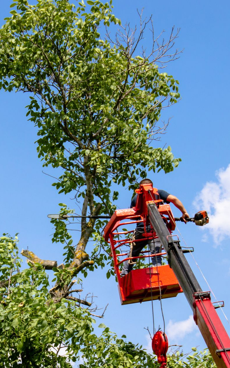 Un homme dans une nacelle orange taille des branches d'arbres avec une tronçonneuse sur un fond de ciel bleu.