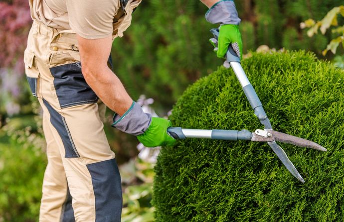Personne portant des gants et une salopette de travail et utilisant des cisailles pour tailler un buisson vert à l'extérieur.