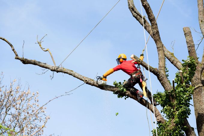 Arboriste en chemise rouge et équipement de sécurité utilisant une tronçonneuse pour couper une branche d'arbre contre un ciel bleu.