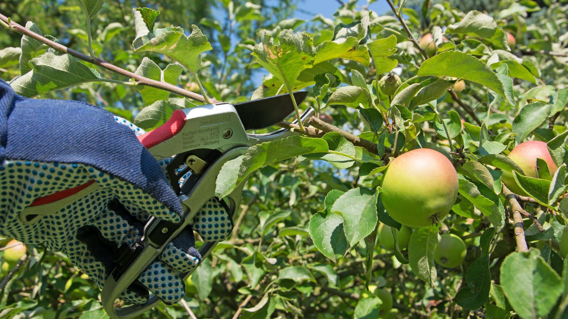 Main gantée taillant une branche de pommier avec un sécateur de jardinage ; pommes et feuillage en vue.